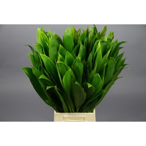 Cordyline Tops Green (air)
