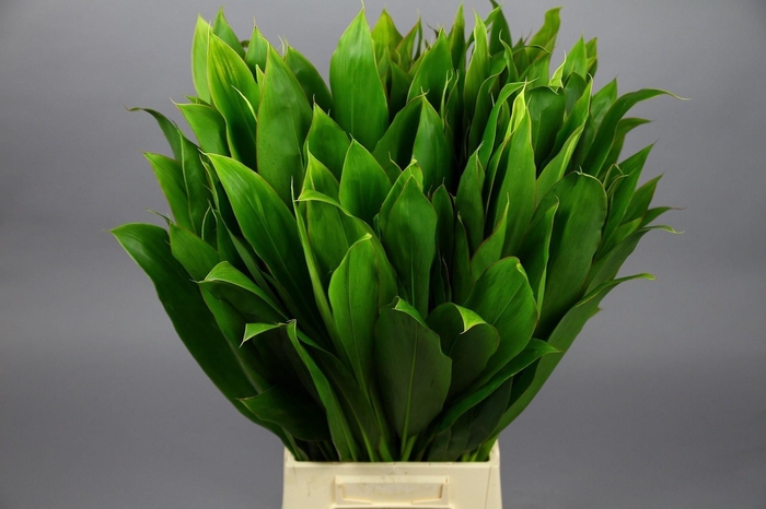 <h4>Cordyline Tops Green (air)</h4>