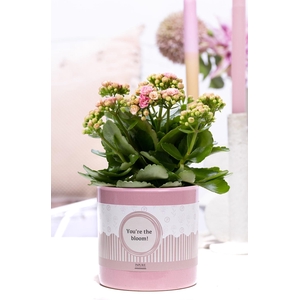 Kalanchoe pink in P&P cadeau concept: YOU'RE THE BLOOM!