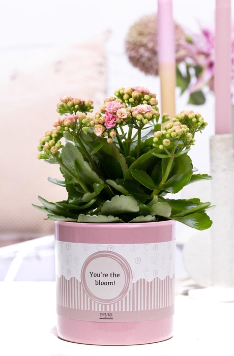 <h4>Kalanchoe pink in P&P cadeau concept: YOU'RE THE BLOOM!</h4>