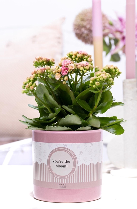 <h4>Kalanchoe pink in P&P cadeau concept: YOU'RE THE BLOOM!</h4>