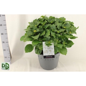 HYDR M CRYSTAL PALAC