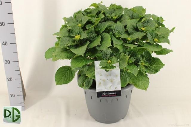 <h4>HYDR M CRYSTAL PALAC</h4>