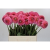 Dahlia Pink Runner