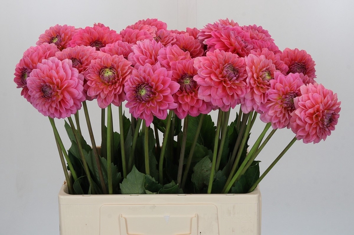 Dahlia Pink Runner