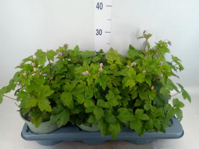 <h4>Anemone  'Elfin Swan'</h4>