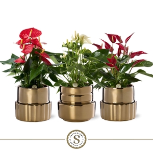 Oslo Gold Keramiek 12cm Mix