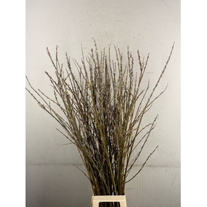 SALIX WILGENKATJES VERTAKT