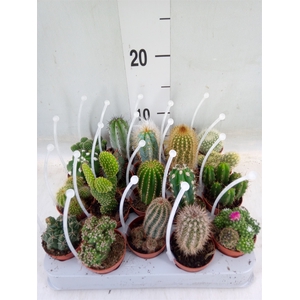 Cactus   ...mix
