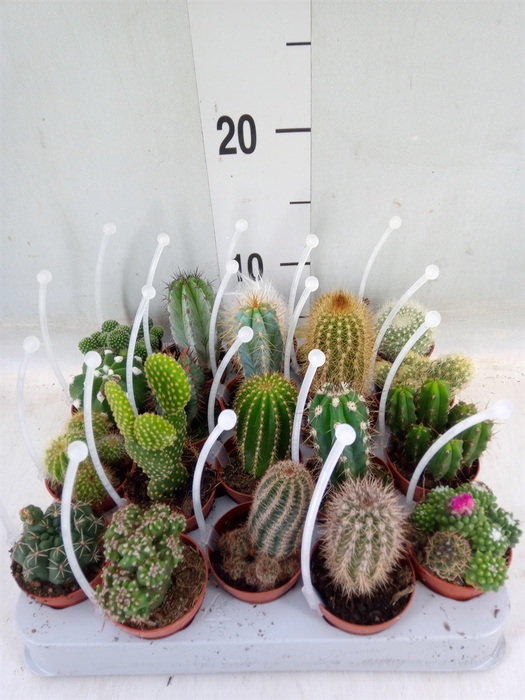 <h4>Cactus   ...mix</h4>