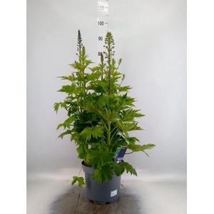 Delphinium el. 'PacG MagicFountian'