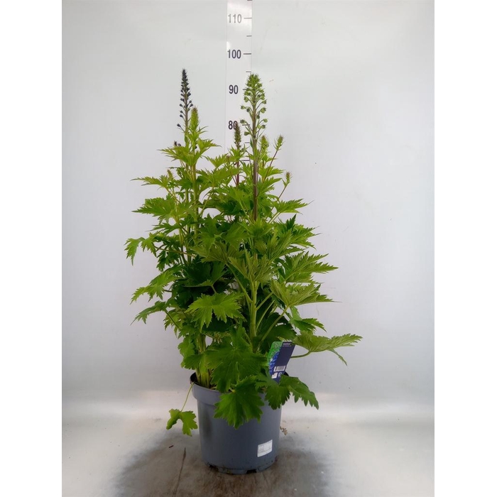 <h4>Delphinium el. 'PacG MagicFountian'</h4>