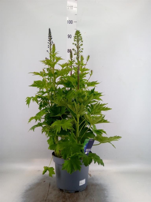 Delphinium el. 'PacG MagicFountian'