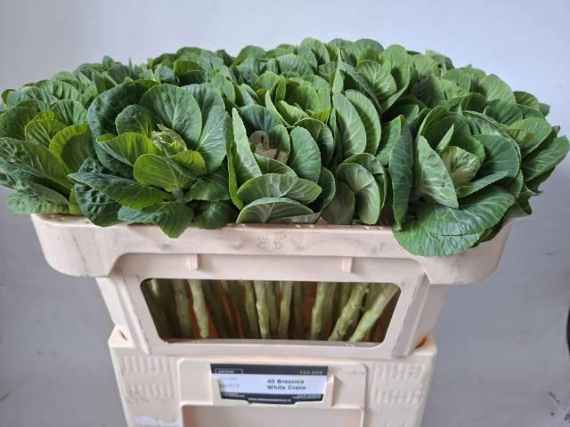 <h4>BRASS WHITE CRANE</h4>