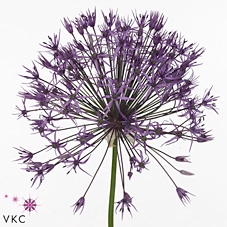 Allium Purple Rain 85cm