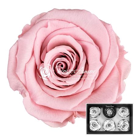 <h4>R P 04 Pink Light XL</h4>