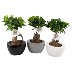 Ficus m. Ginseng pot ø12cm in ø19cm Folded pot colormix