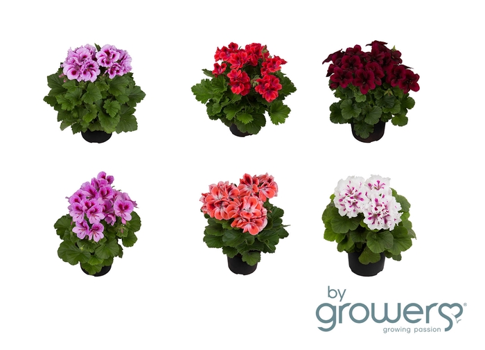<h4>PELARGONIUM GRANDIFL p12</h4>