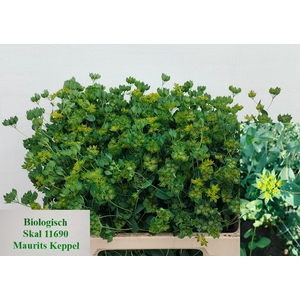 BUPLEURUM ROTUNDIFOL