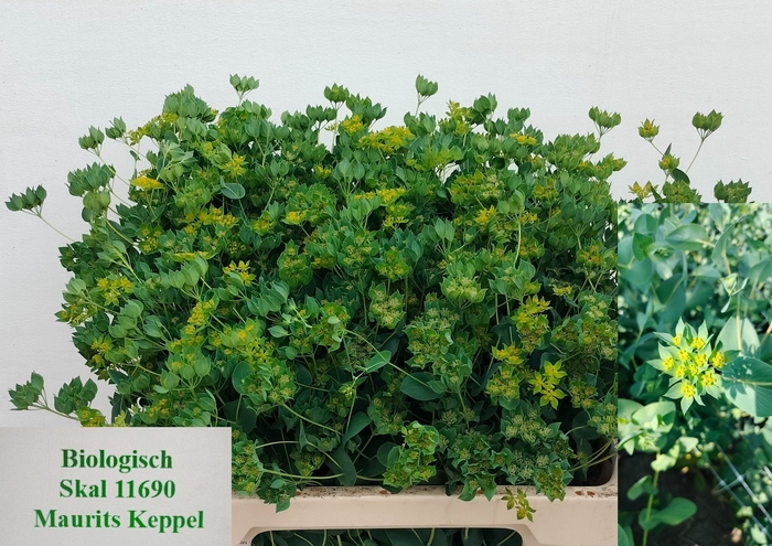 <h4>BUPLEURUM ROTUNDIFOL</h4>