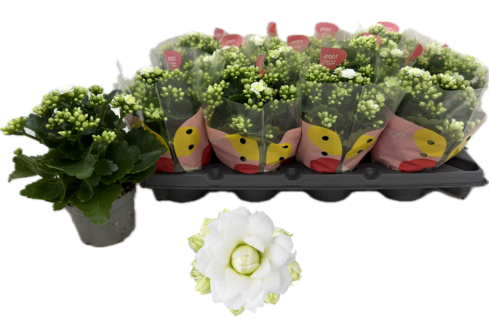 <h4>KAL GE RF GRETA</h4>