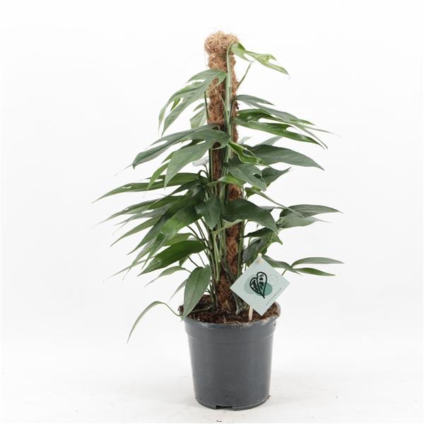 <h4>Epipremnum pinnatum 'Baltic Blue'</h4>