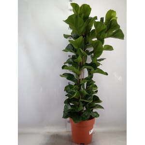 Ficus lyrata 'Bambino'