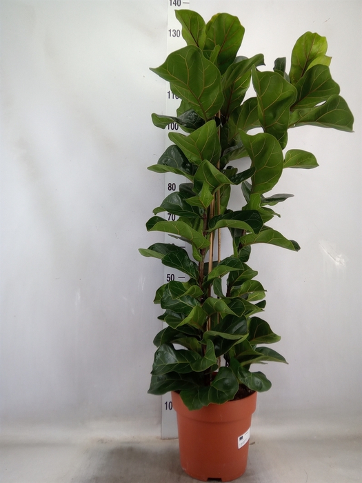 Ficus lyrata 'Bambino'