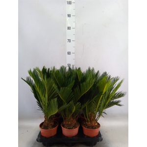 Cycas revoluta