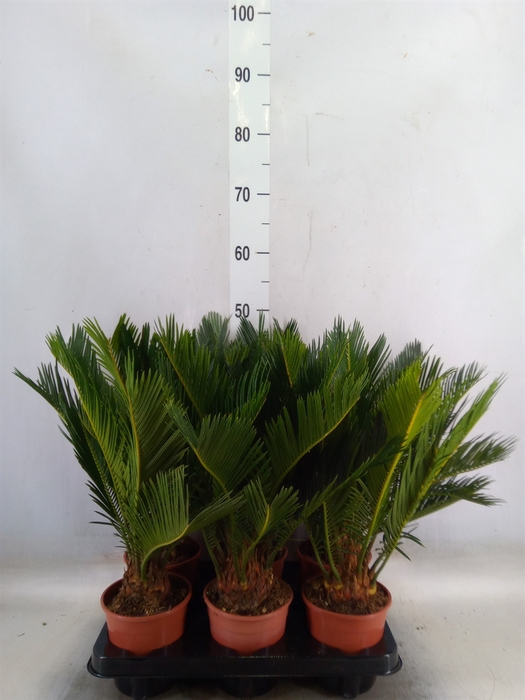 <h4>Cycas revoluta</h4>