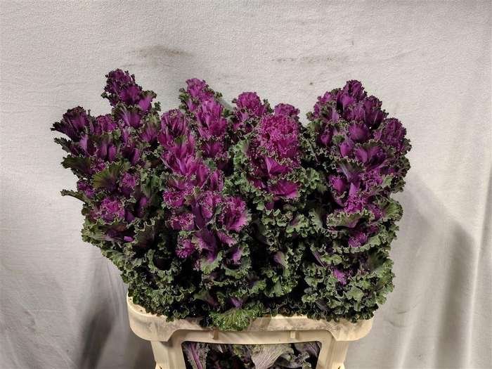 <h4>Brassica Crane Ruffle Red</h4>