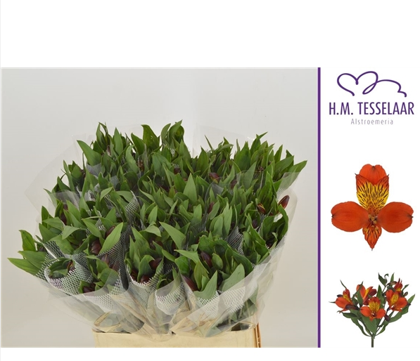 <h4>ALSTR HIPHOP</h4>