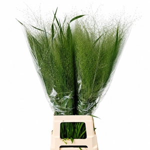 PANICUM VIRGATUM 'FOUNTAIN'