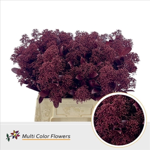 Skimmia paint bordeaux