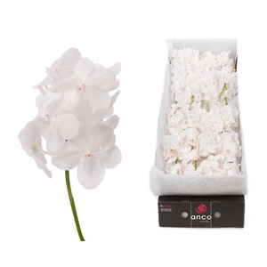 Vanda Diamond White