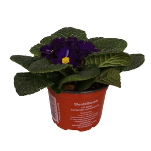 Primula Acaulis 9 cm Blue'
