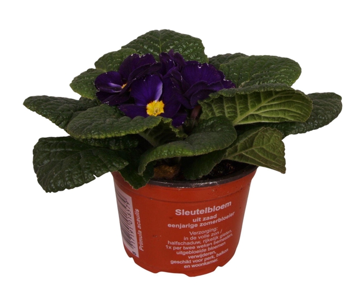 <h4>Primula Acaulis 9 cm Blue'</h4>