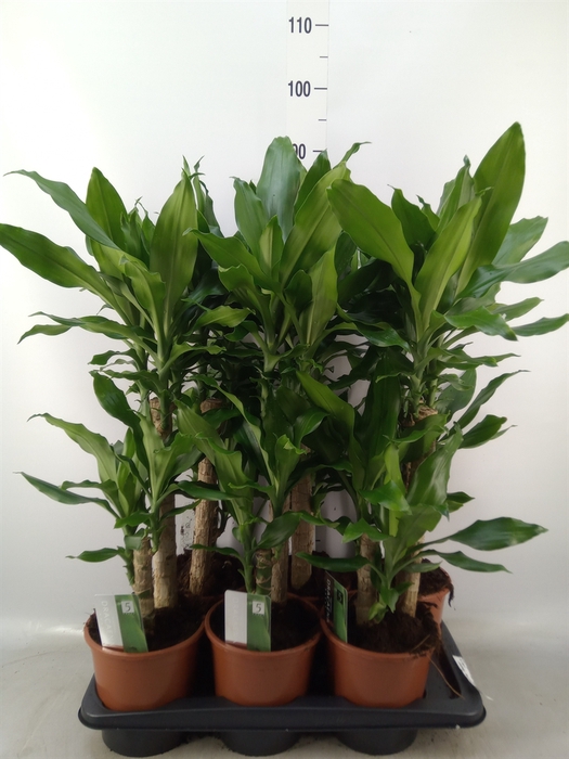 <h4>Dracaena frag. 'Steudneri'</h4>