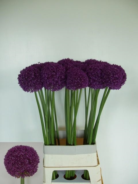 <h4>ALLIUM AMBASSADOR</h4>