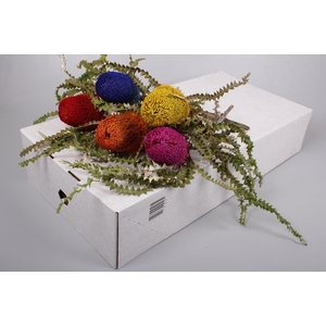 Banksia Spec. Mixed Colours