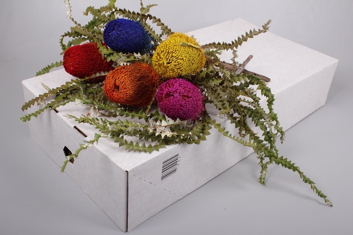 Banksia Spec. Mixed Colours