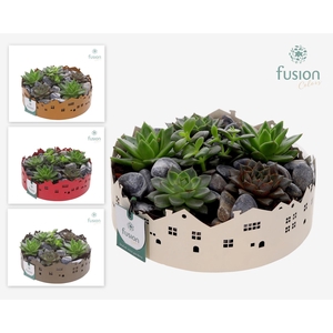 Zinken schaal Huisjes Large met Succulent