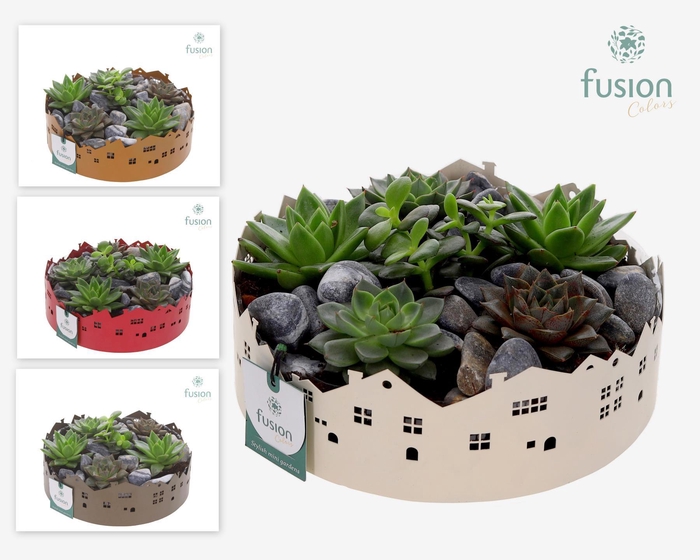 <h4>Zinken schaal Huisjes Large met Succulent</h4>