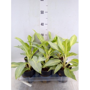 Aglaonema   ...