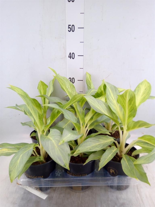 <h4>Aglaonema   ...</h4>
