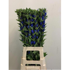 GENTI JUST BLUE