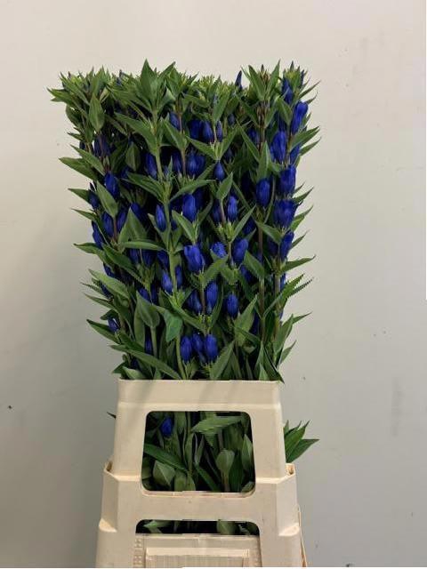 <h4>GENTI JUST BLUE</h4>