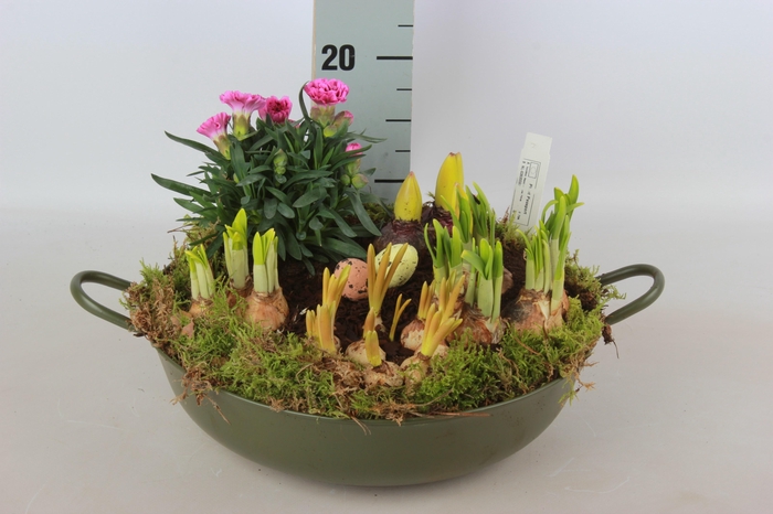 <h4>ARR TUINPLANTEN</h4>