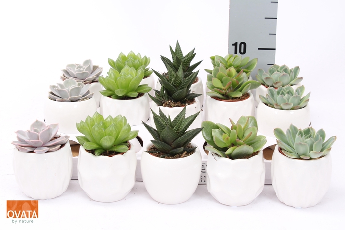 <h4>SUCC GEM 5 SRT</h4>