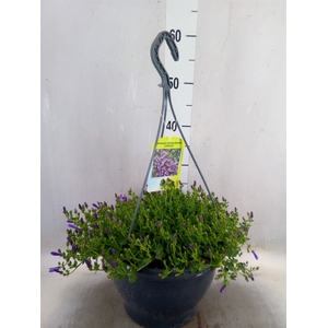 Campanula porten. 'Catharina'